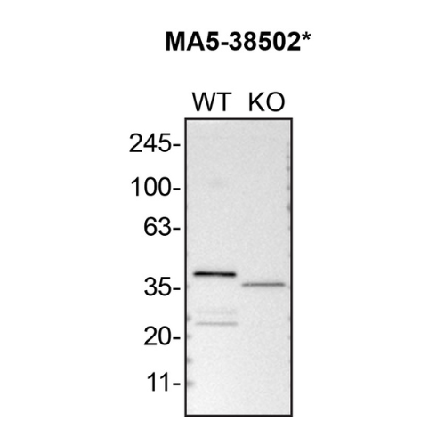 WB Image