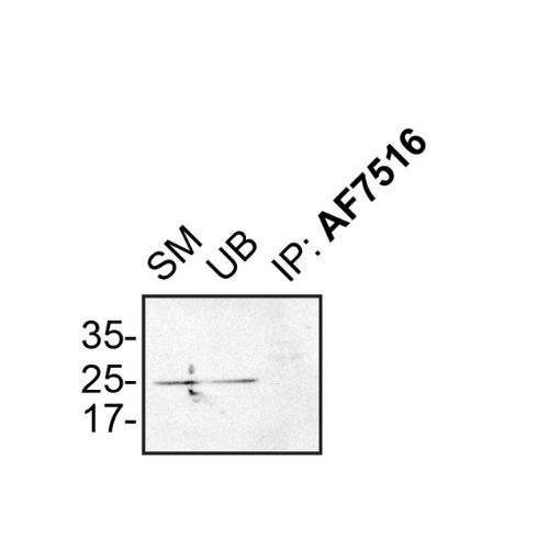 IP Image