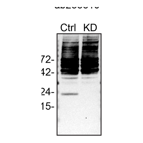 WB Image
