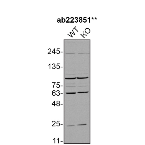 WB Image