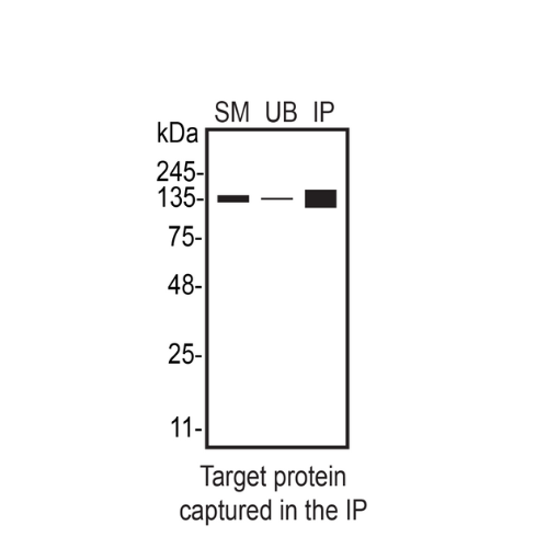 IP Image