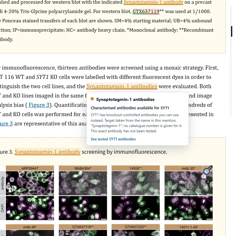 A card over the “Synaptotagmin-1 antibodies” phrase, offering characterised SYT1 antibodies instead.