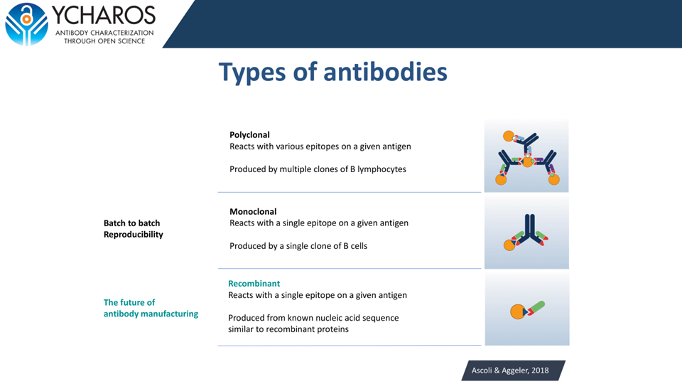 Three types of antibodies: polyclonal (multiple epitopes, batch variation), monoclonal (single epitope, one B cell clone), and recombinant (single epitope, produced from known nucleic acid sequence)
