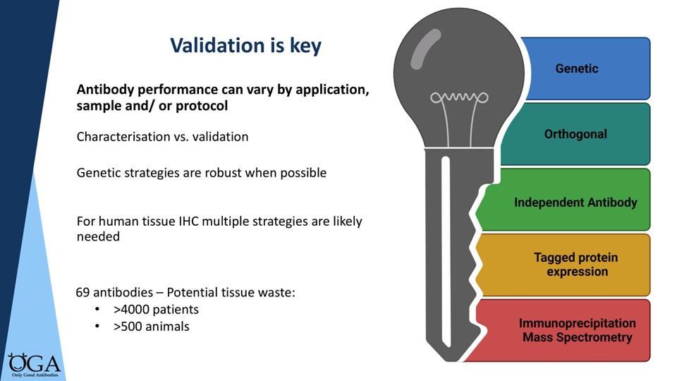 Diagram showing five validation strategies: Genetic, Orthogonal, Independent Antibody, Tagged Protein Expression, and Immunoprecipitation Mass Spectrometry